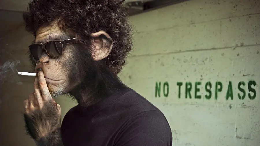 Interesting monkey photo for profile