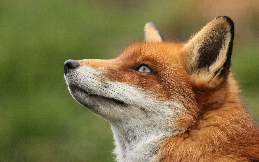 A unique fox profile picture for wildlife enthusiasts