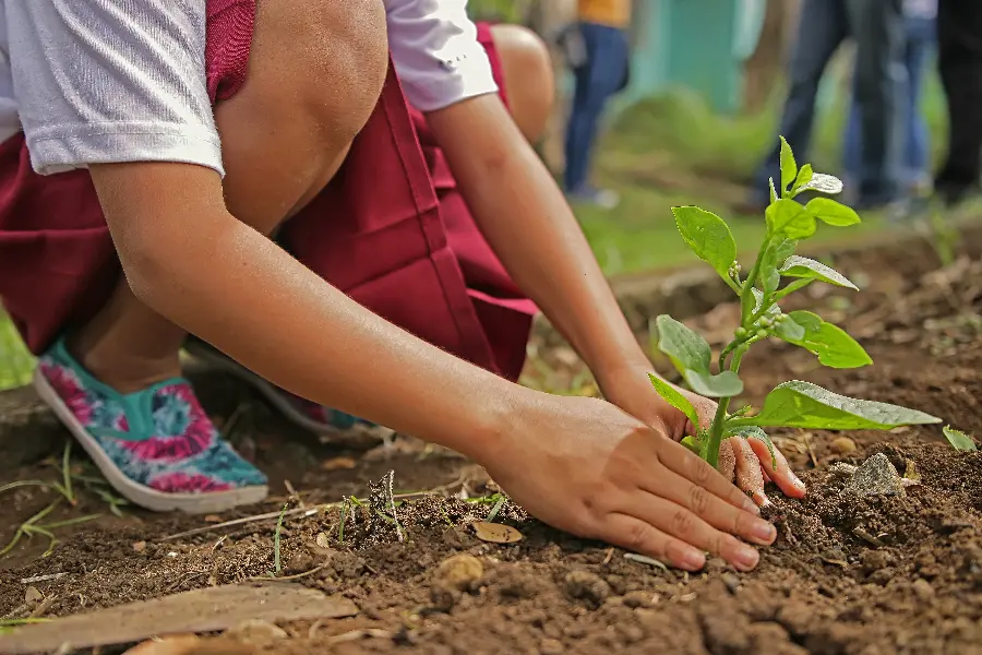 Beautiful and Impressive Profile Photo Special for Arbor Day