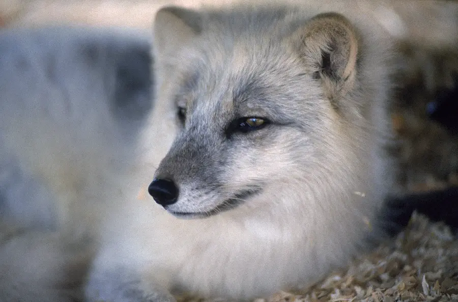 Wolf photo in wildlife documentary
