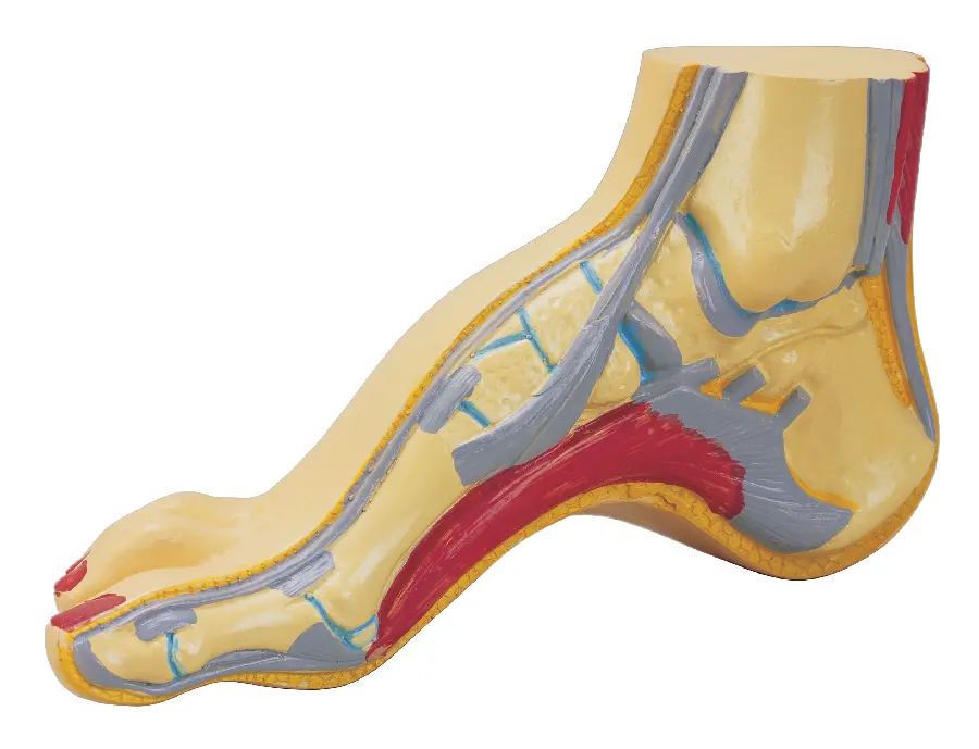 Foot Mockup