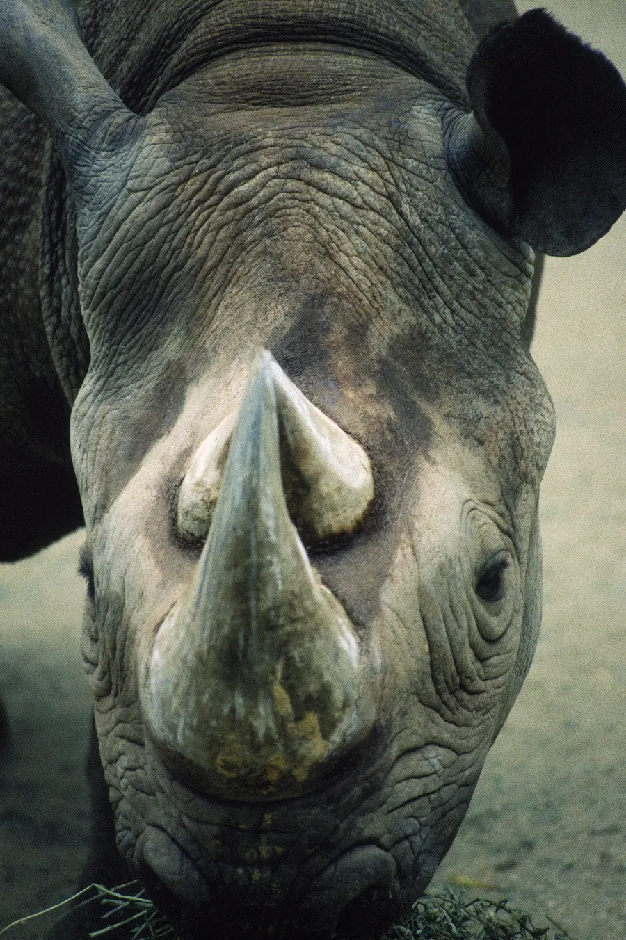 Photo of rhinoceros and horned animals