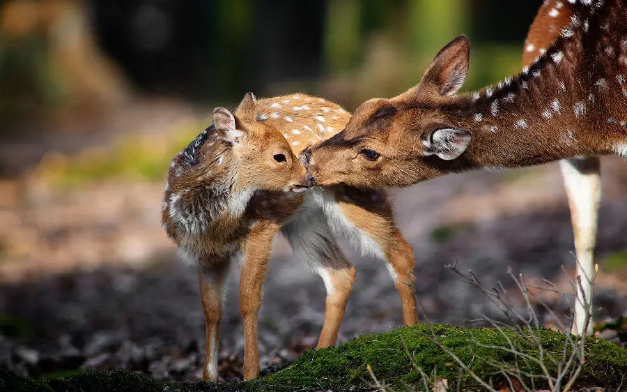 Picture of a Spotted Baby Deer Next to a Large Deer