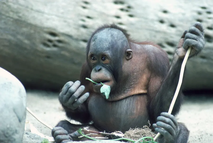 Monkey in wildlife documentary