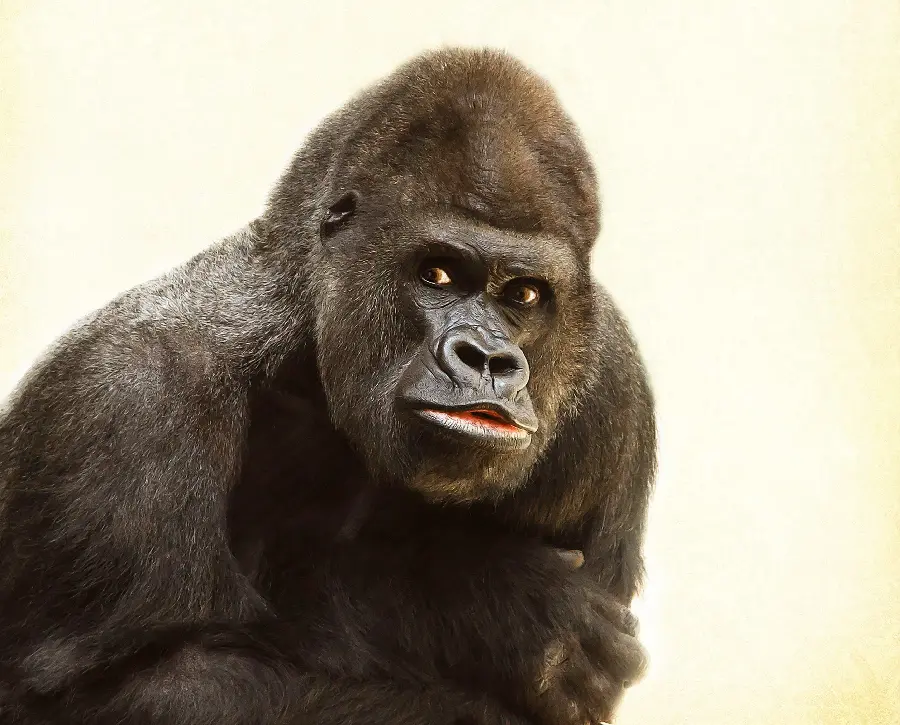 Download Silverback Gorilla Image