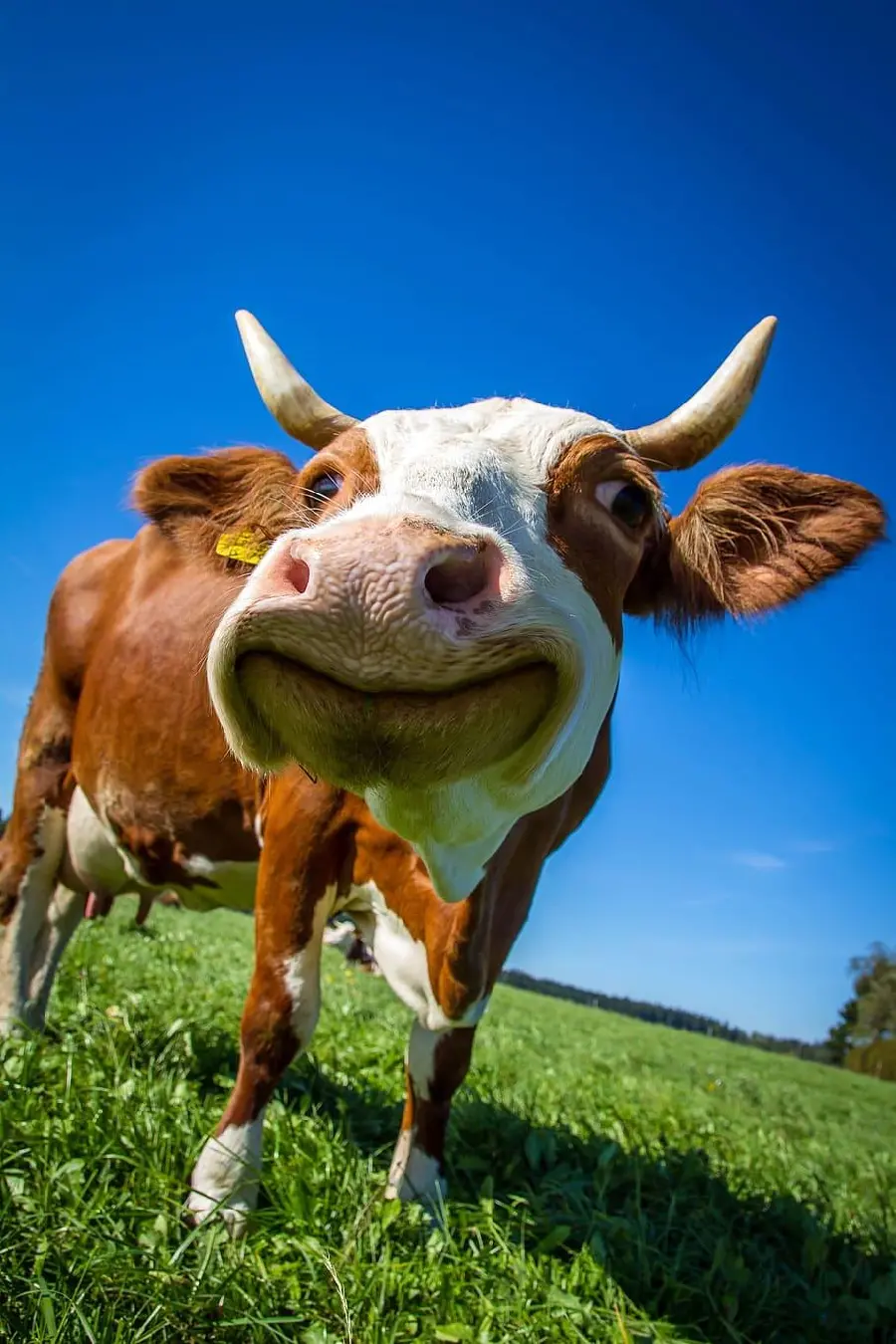 Profile photo of a horned cow with a big funny smile free download