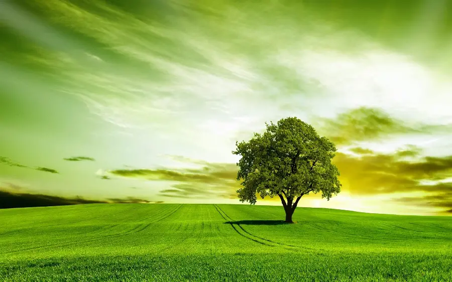 A beautiful single tree image, suitable for Arbor Day advertising posters