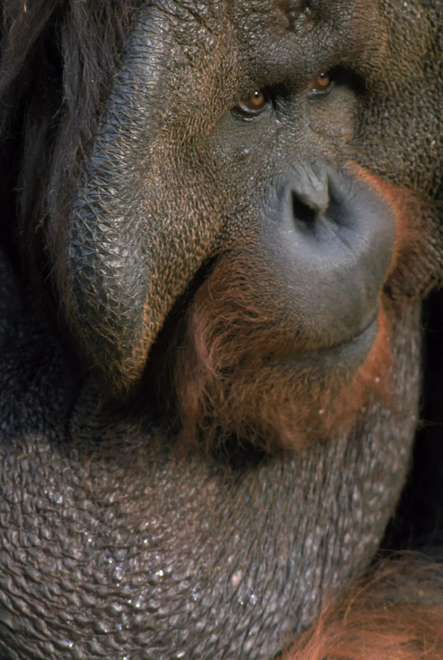 Old monkey in wildlife documentary