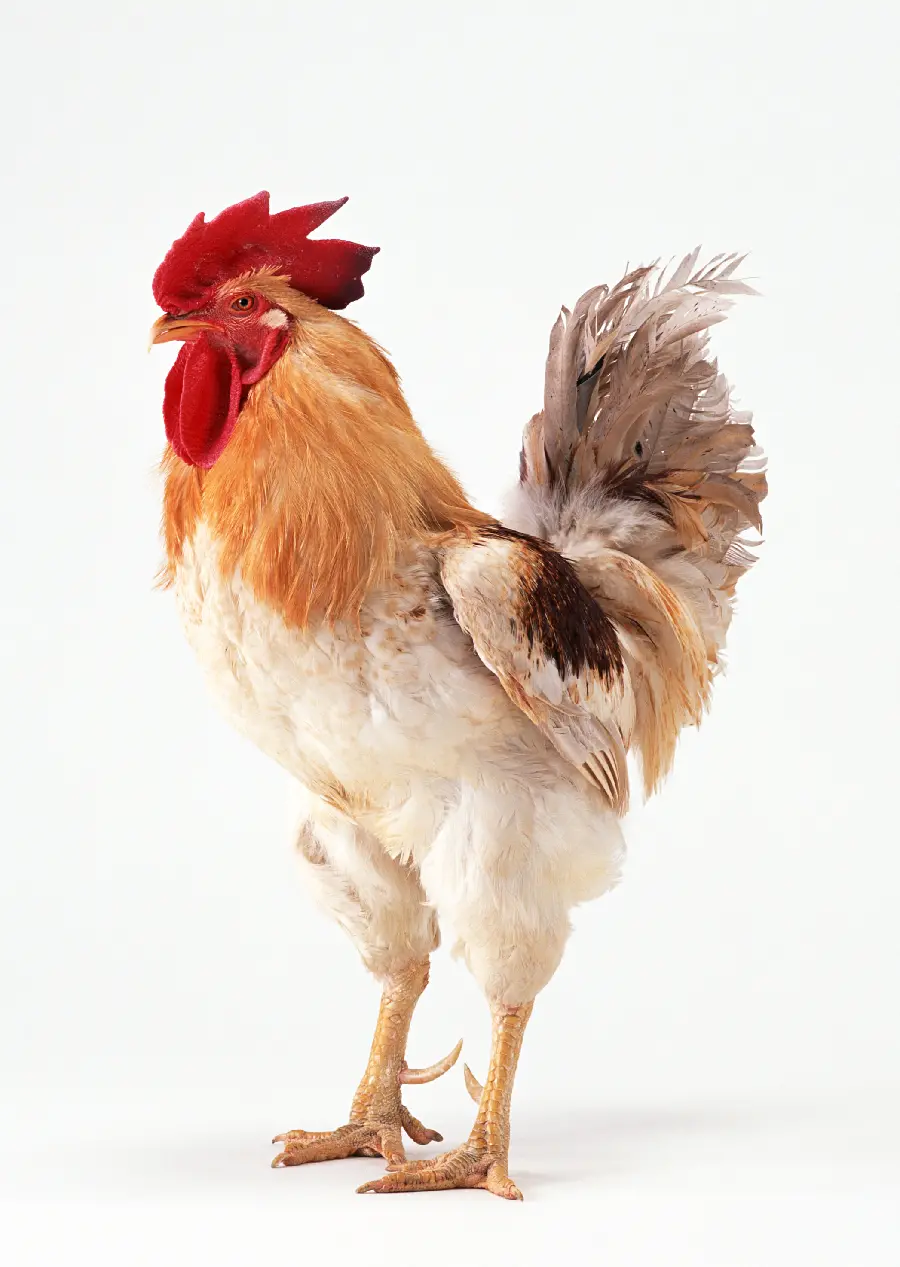 Spectacular Photo of the Most Beautiful Rooster in the World