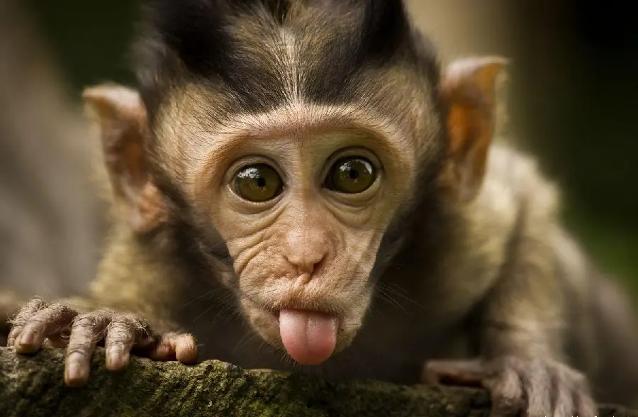 Cute Baby Monkey Photo
