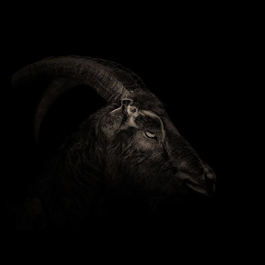 Download Goat Wallpaper and Black Background
