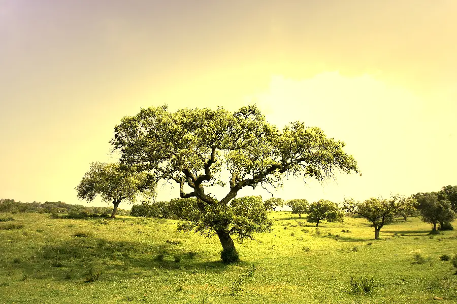 Nature photos and the best nature images