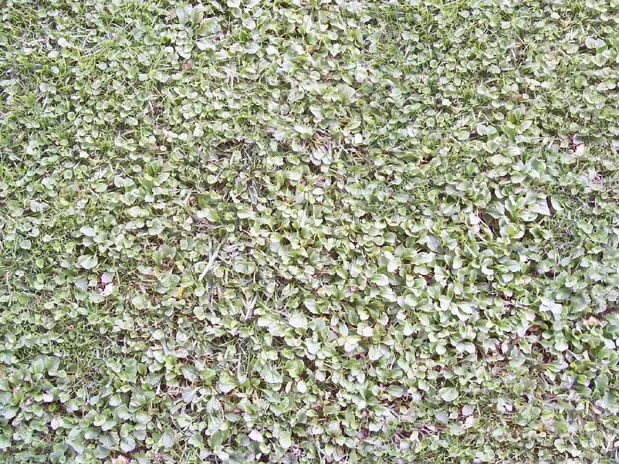 Green vegetation cover on the ground Earth material and natural features