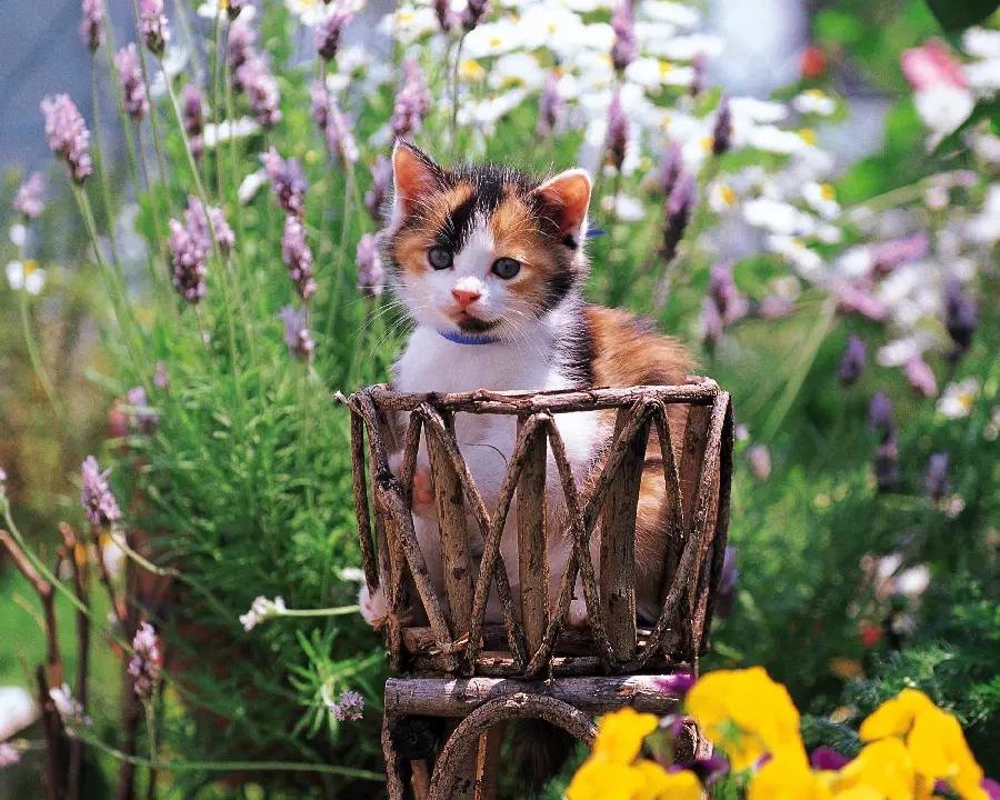 Collection of Cute Baby Animals and the Most Beautiful Pets