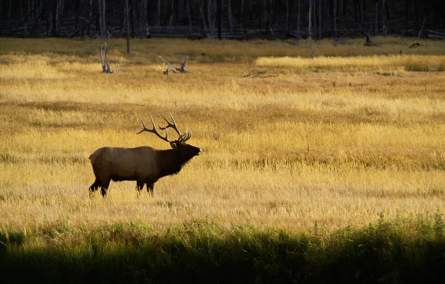 Full HD Wildlife Photos