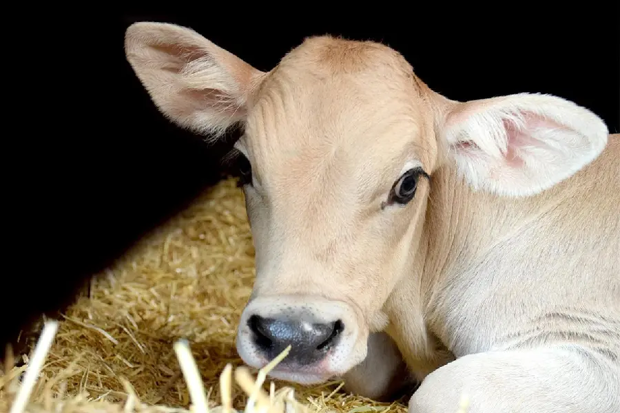 Dairy cow wallpaper