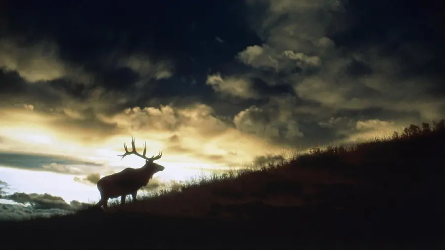 Wild antler deer photo