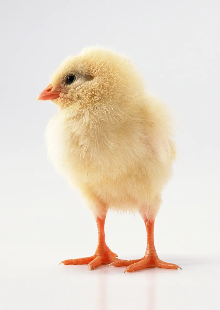 High Quality Chicken Photo
