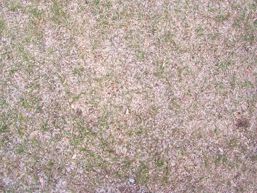 Image of dried grass on the ground Land Material and Natural Features