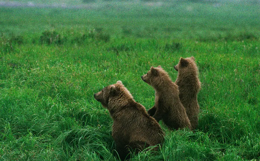 Most Beautiful Wildlife Animal Photos