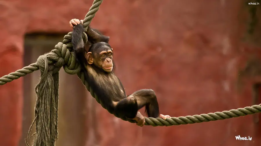 Download fantasy monkey pictures for drawing