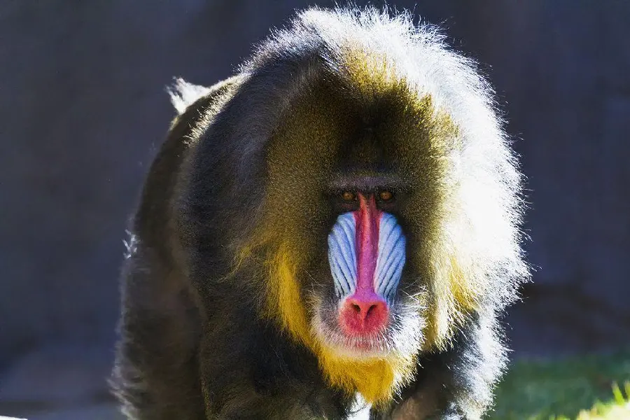A calm and beautiful image of a majestic mandrill or king baboon