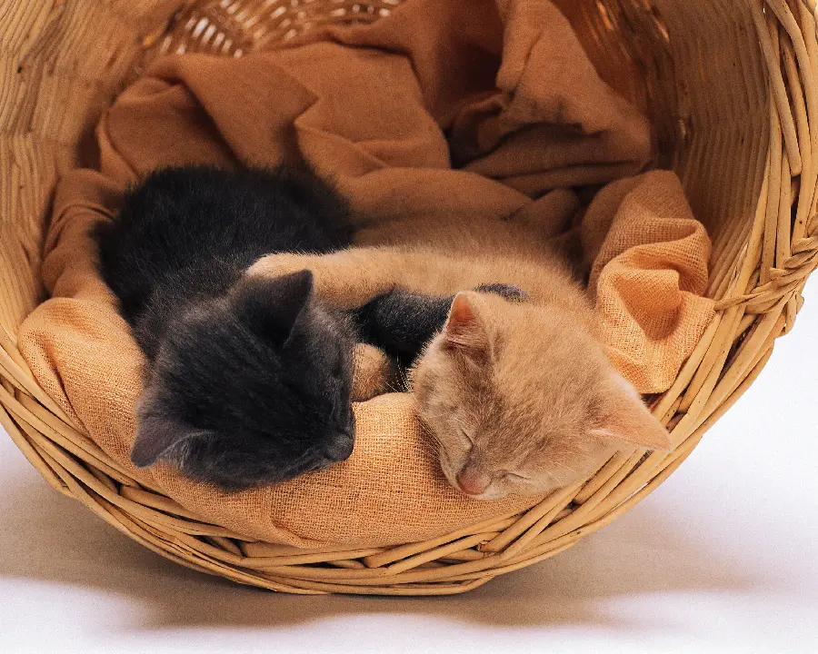 Pets for Kids