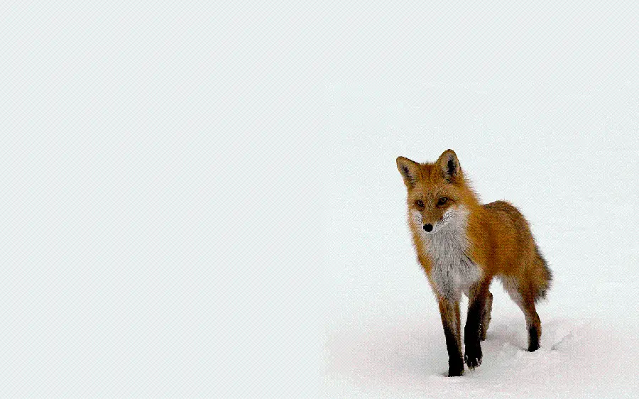 Free download of fox stock photos for use on websites and blogs