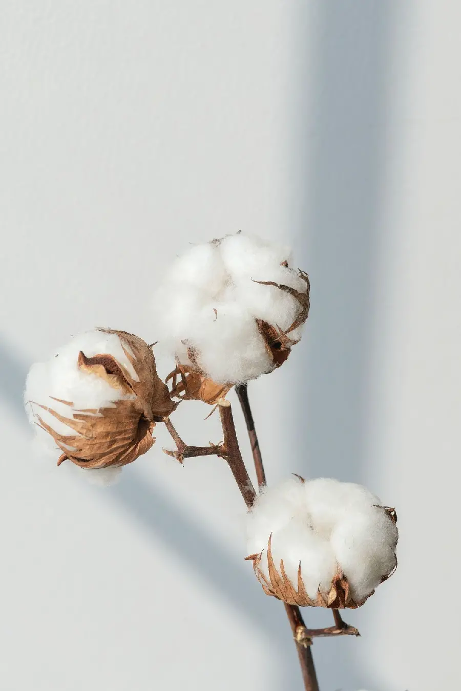 Cotton flower