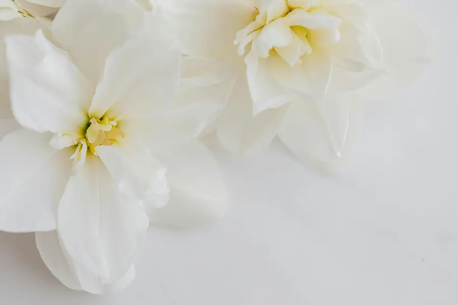 White Flower Background