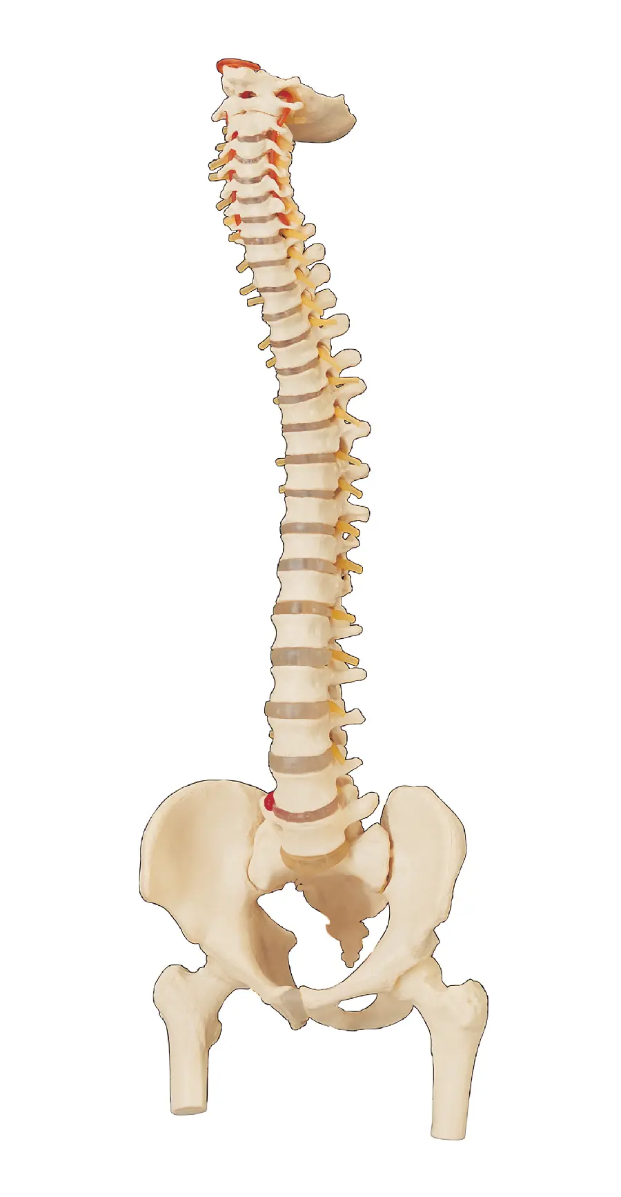 Photo of spine mold with high quality