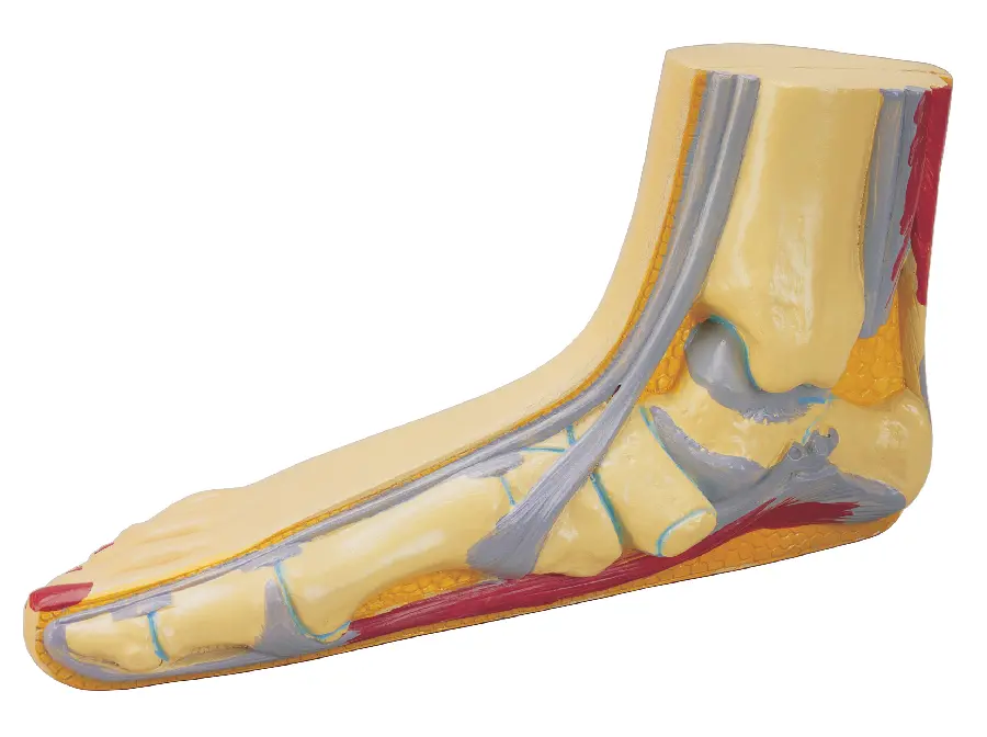 Human Foot Anatomy Model Photos