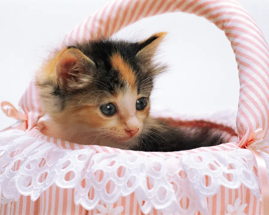 Animal Photos