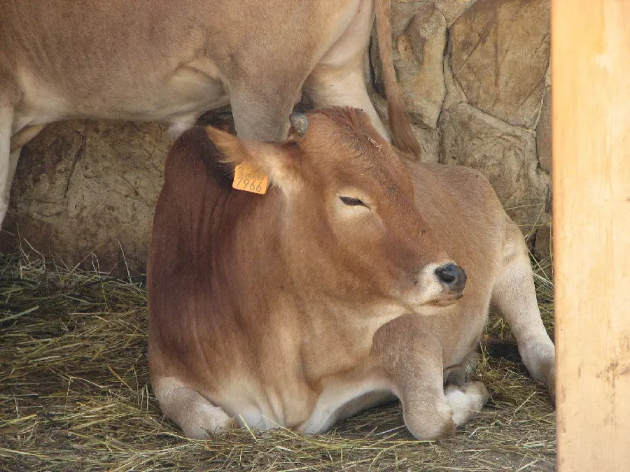 Photo of a calf in a cowshed