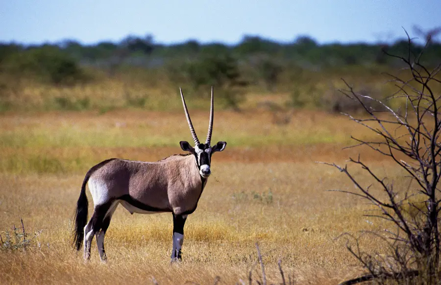 Wildlife Wallpaper