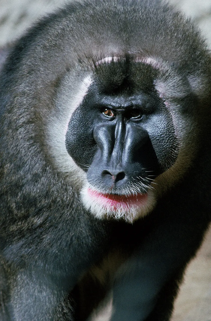 Photo of monkey and wild animals