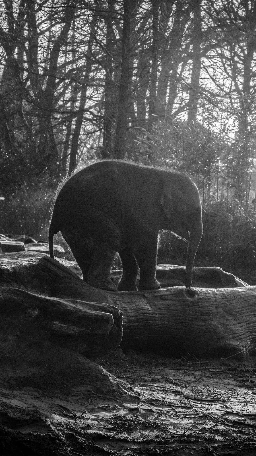 Black and white photo of a baby elephant with hd quality