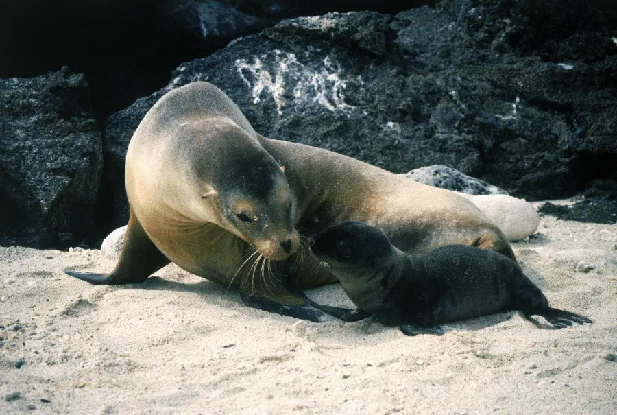 Photo of a jawed animal and marine animals