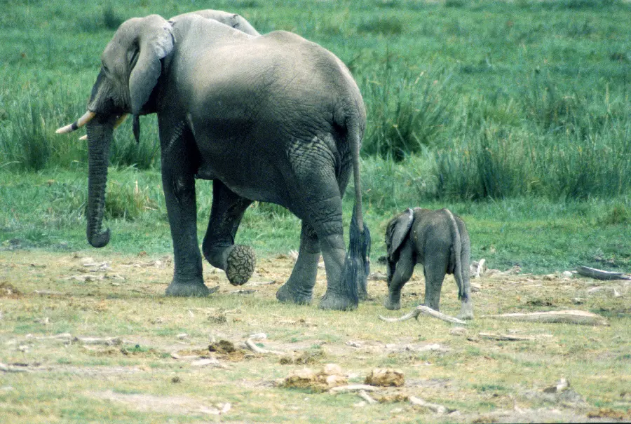 Photo of a baby elephant and elephant animals