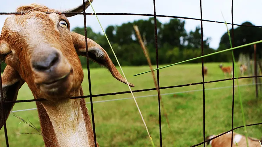 Funny goat inside the farm HD