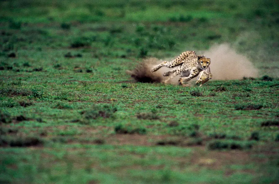 Interesting wildlife photo