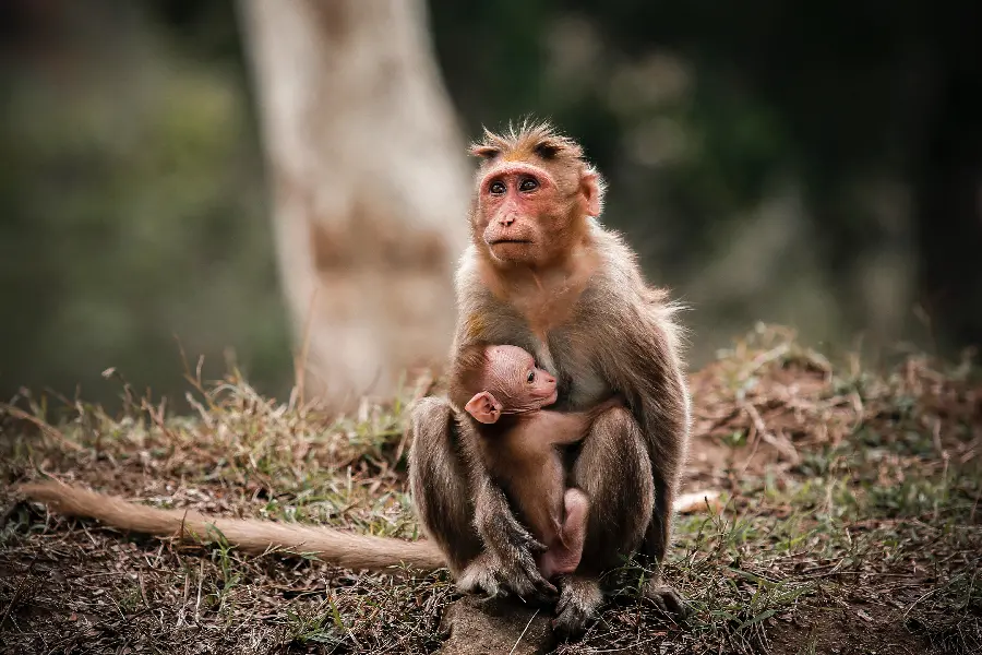 Funny Monkey Photo for Profile