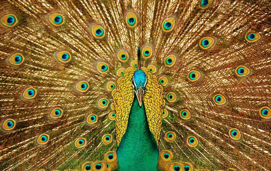 Peacock photo in wildlife documentary