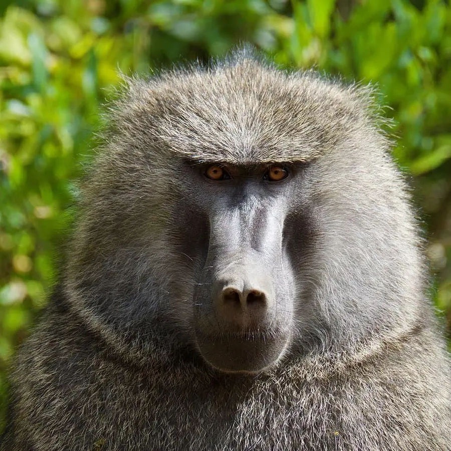Angry Black Baboon Profile Picture
