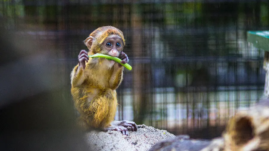 Monkey Eating Banana Photo