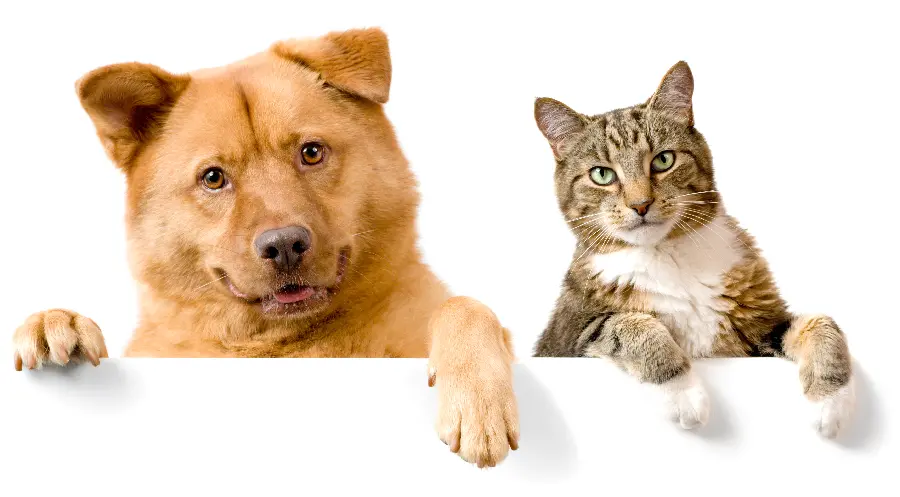 Cat and Dog Wallpaper