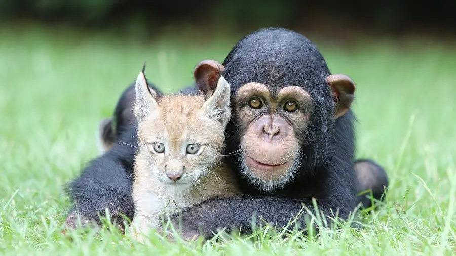Download a suitable desktop wallpaper photo of chimpanzee and a beautiful cat