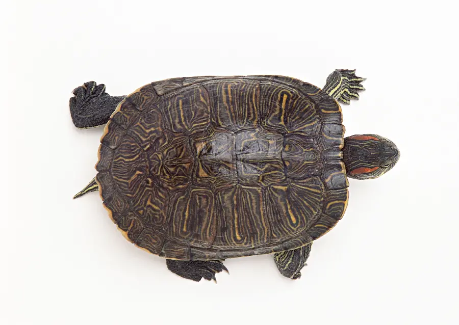 Turtle Stock Photo