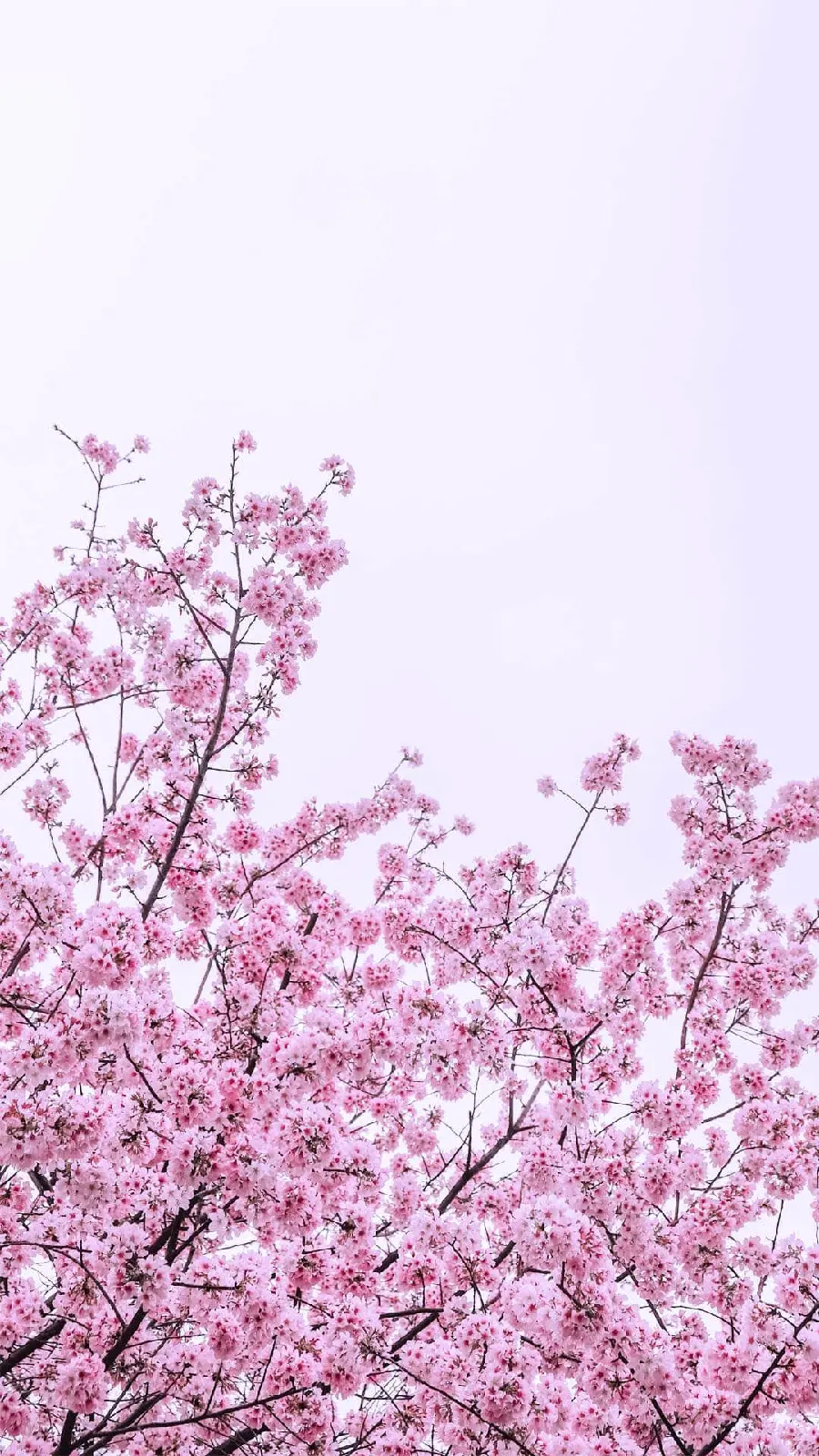 Pink Spring Blossoms Photo