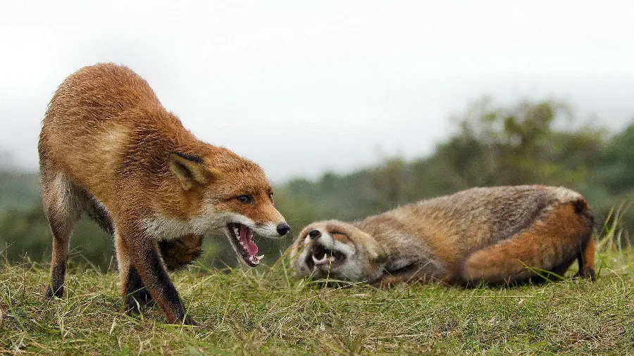 Exciting Background of Two Foxes Free in the Wild